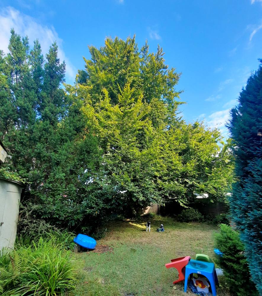 Vorher: zugewachsener Garten